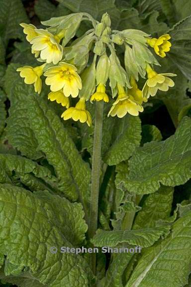 primula veris 3 graphic